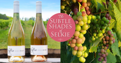 Our Selkie Refresh is pinker this year! What happens in the vineyard makes all the difference. Here is why: 